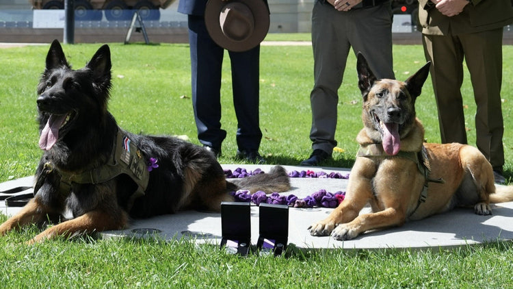 Two 2CDO CAD's laying together after receiving medals for their service.
