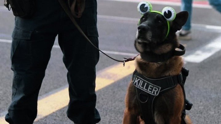 Dog wearing googly eyes and a vest with a patch that reads "killer"