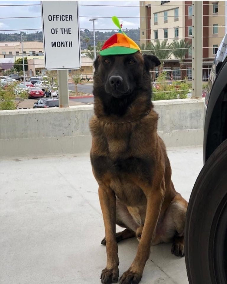 Belgian Malinois wearing a rainbow propeller hat infront of an officer of the month sign