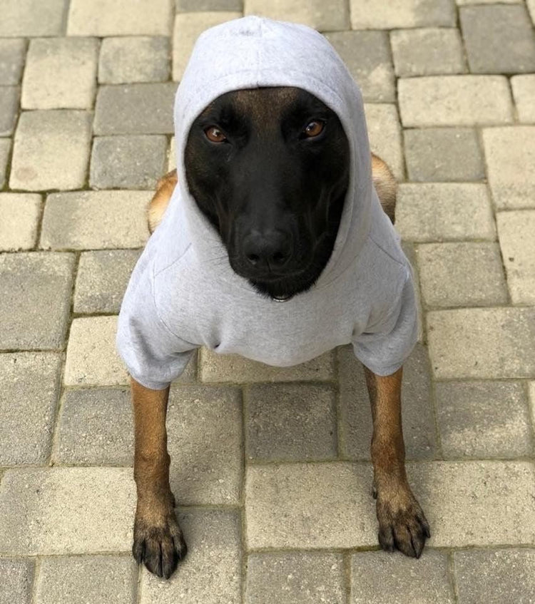 Belgian Malinois wearing a grey hoodie and sitting staring