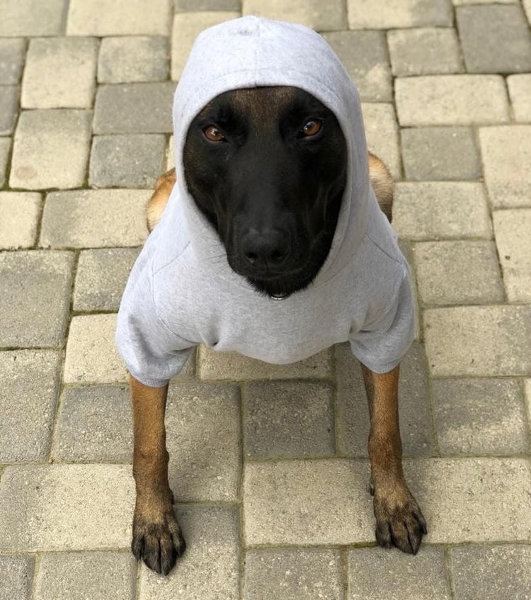 Belgian Malinois wearing a grey hoodie and sitting staring