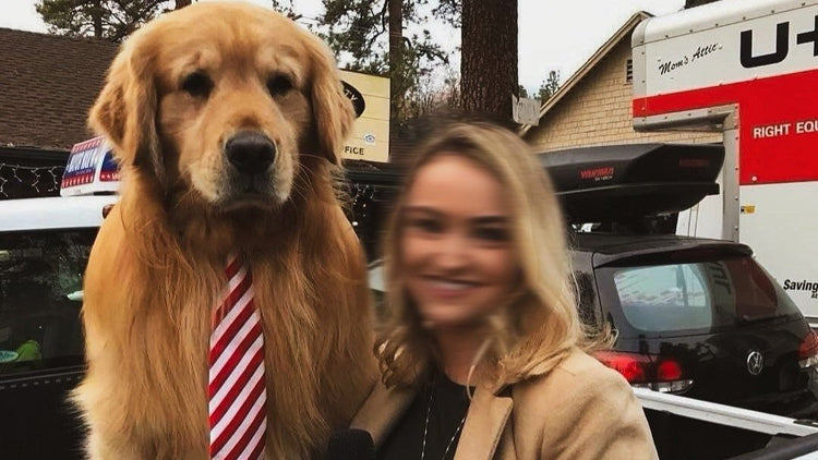 A well dressed dog getting interviewed by a news reporter.